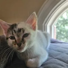 Ophelia thumbnail 5