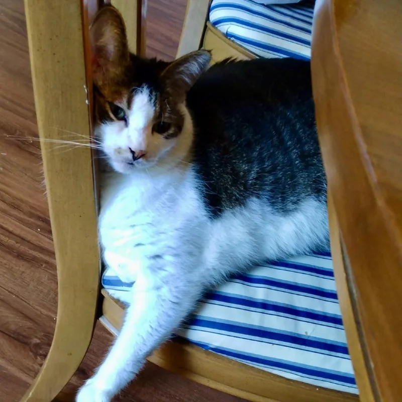 A senior small-sized female Brown / Chocolate Domestic Short Hair cat named Louisa for adoption in Lynchburg, VA