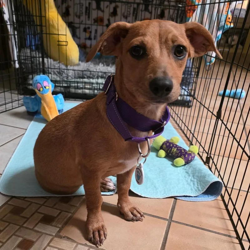 A baby small-sized female Apricot / Beige Dachshund dog named Kitkat for adoption in Chandler, AZ