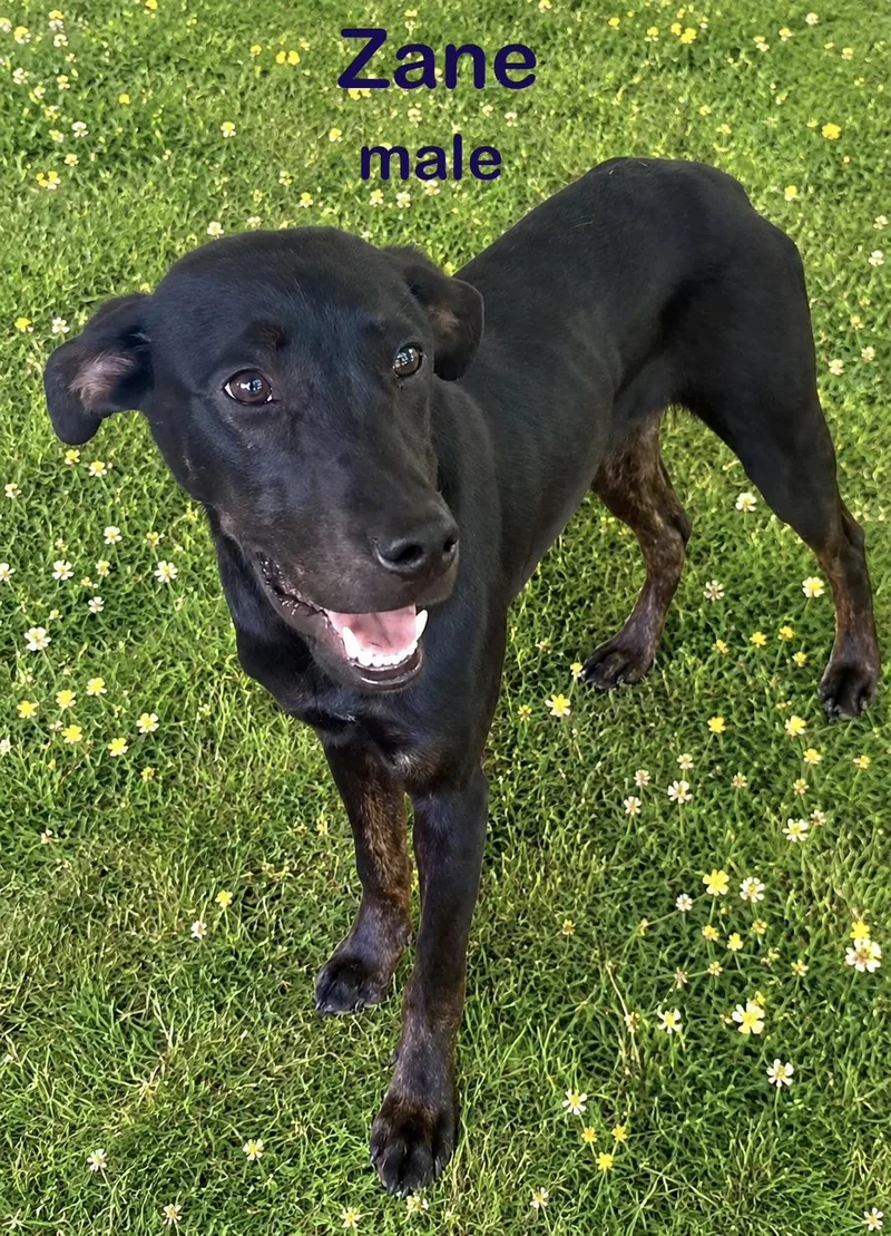 A baby medium-sized male Black Labrador Retriever dog named Zane for adoption in Pleasant Valley, NY