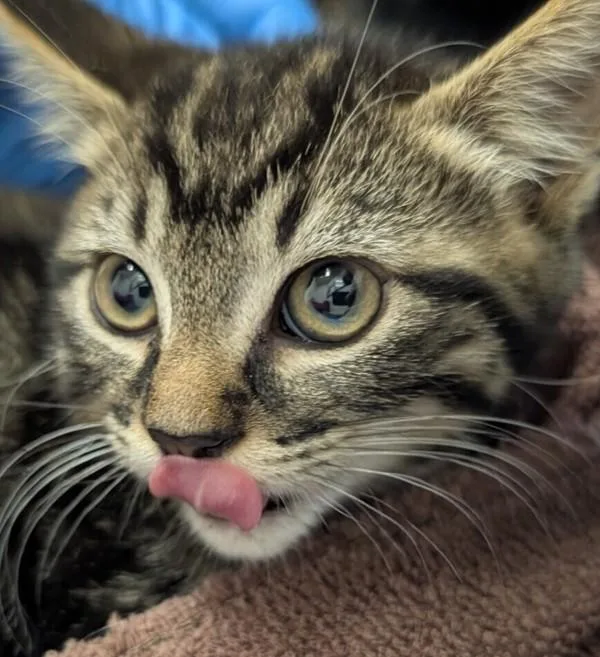 A baby small-sized female Domestic Short Hair cat named Abigail for adoption in Silverdale, WA