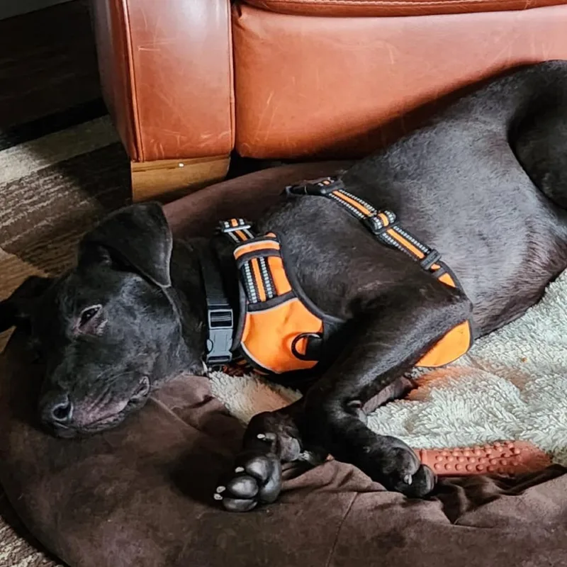 A baby medium-sized male Black Mountain Cur dog named Ferb for adoption in Normal, IL