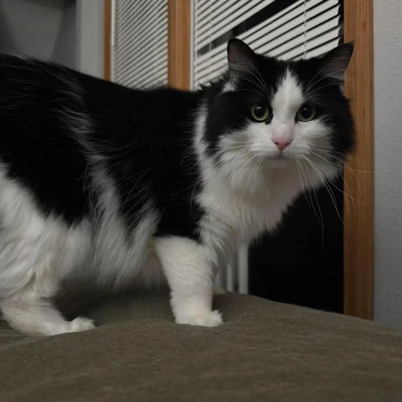 An adult small-sized female Domestic Long Hair cat named Malia for adoption in Stoughton, WI