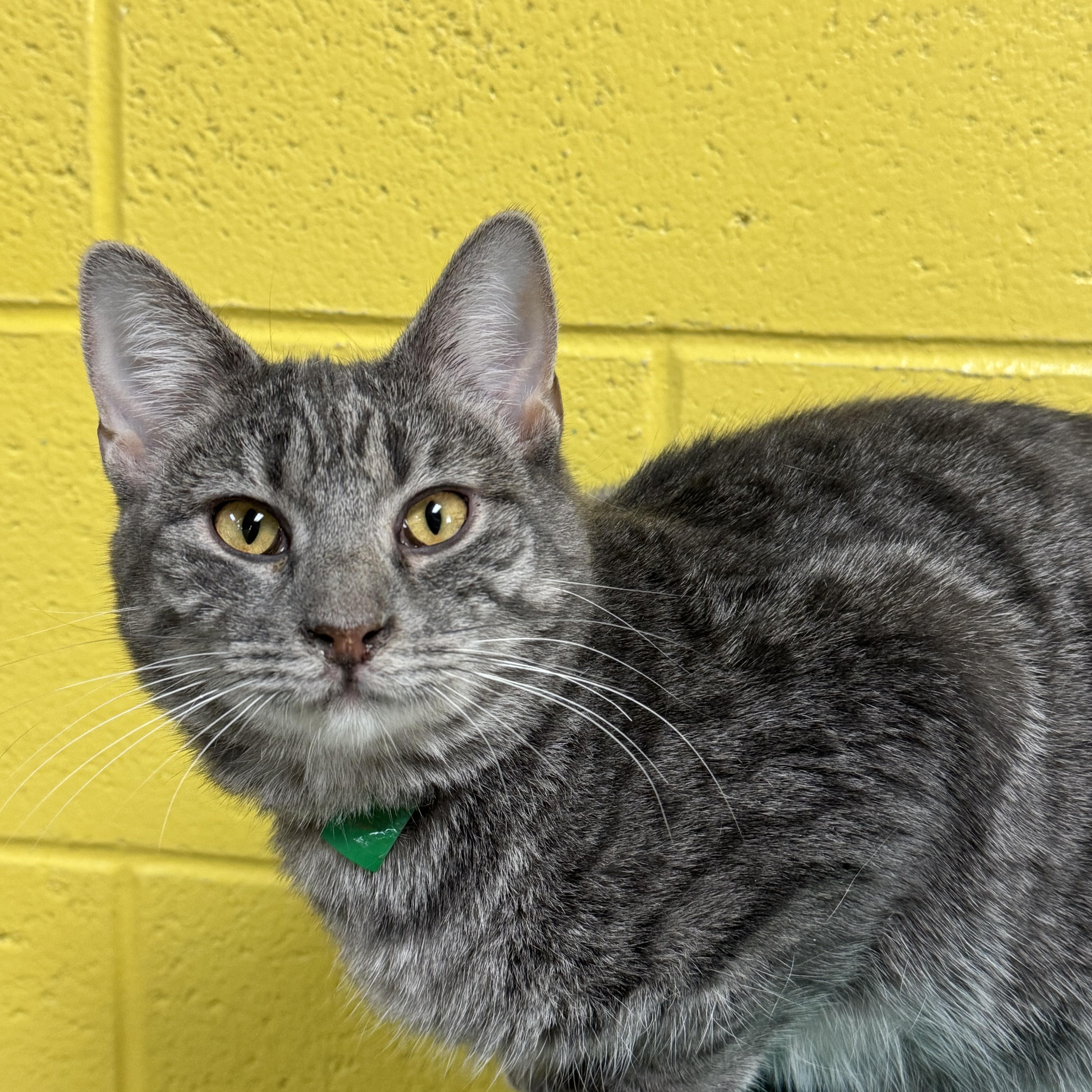 A young medium-sized female Tabby (Gray / Blue / Silver) Domestic Short Hair cat named Annora for adoption in Pottsville, PA