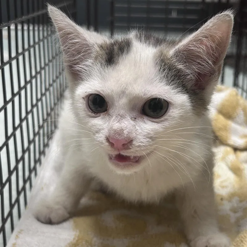 A baby small-sized male White Domestic Short Hair cat named MarshMellow for adoption in Philadelphia, PA