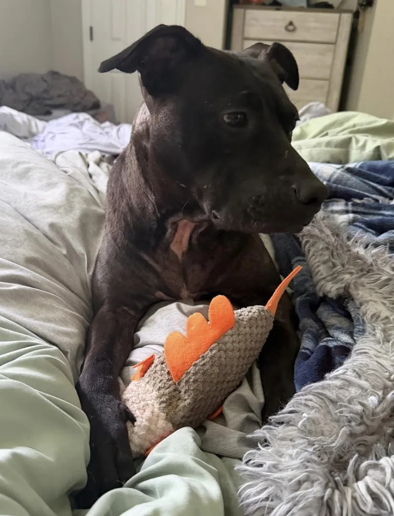 An adult medium-sized female Mixed Breed dog named Mya for adoption in Cornelius, NC