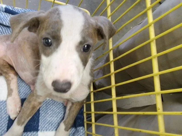 A baby small-sized male Pit Bull Terrier dog named Goofy for adoption in Tulsa, OK