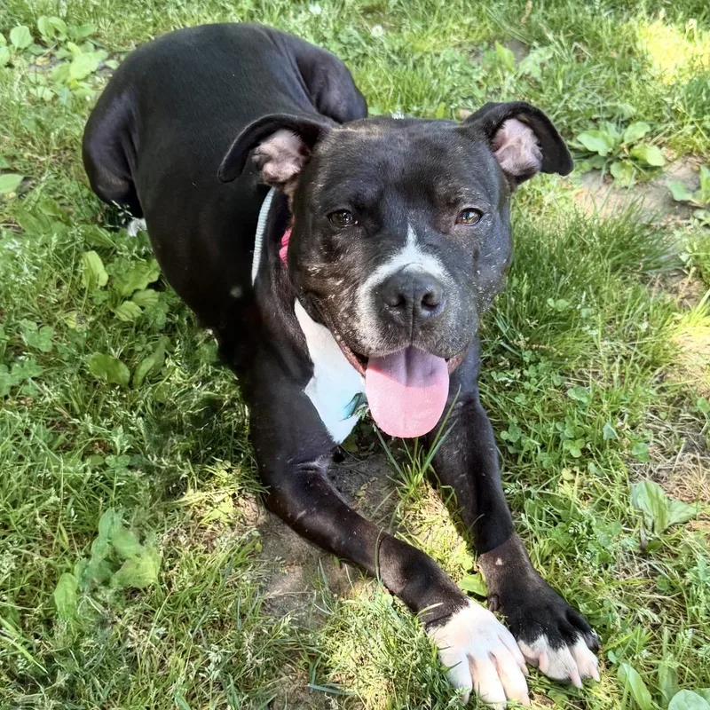 An adult medium-sized female Pit Bull Terrier dog named Beverly for adoption in Eatontown, NJ