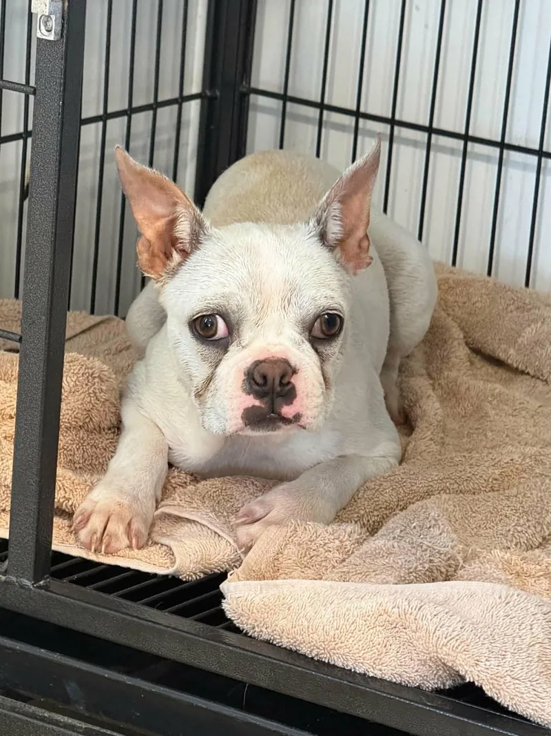 A baby small-sized female Boston Terrier dog named Sadie for adoption in Havertown, PA