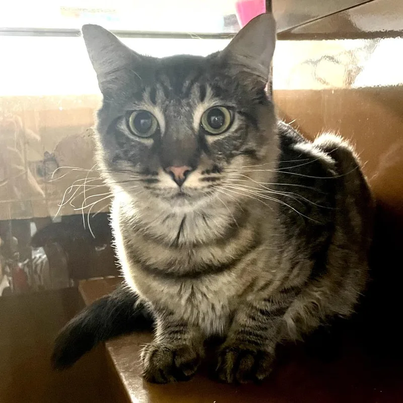 Shark Boy thumbnail 2