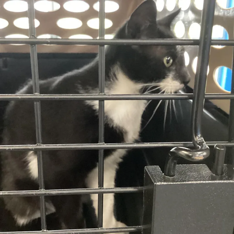 A young medium-sized male Black Domestic Short Hair cat named Granola for adoption in Montgomery, AL