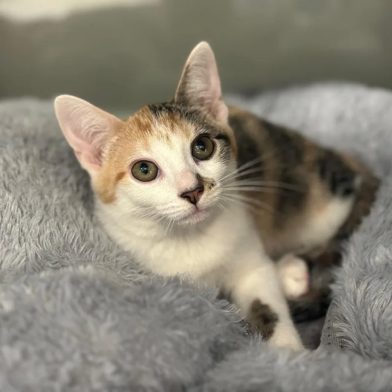 A baby small-sized female Calico Domestic Short Hair cat named WV Luxury for adoption in Port Washington, NY
