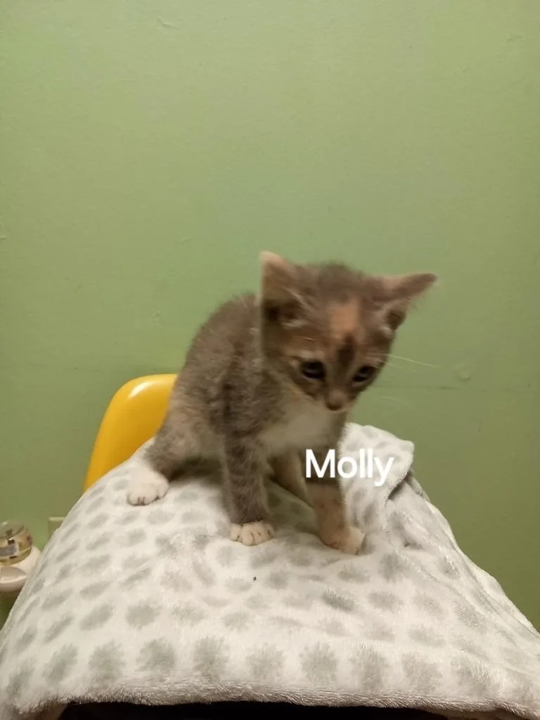 Molly