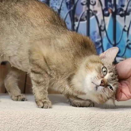 An adult small-sized female Domestic Short Hair cat named Mystery cat for adoption in West Chester, PA