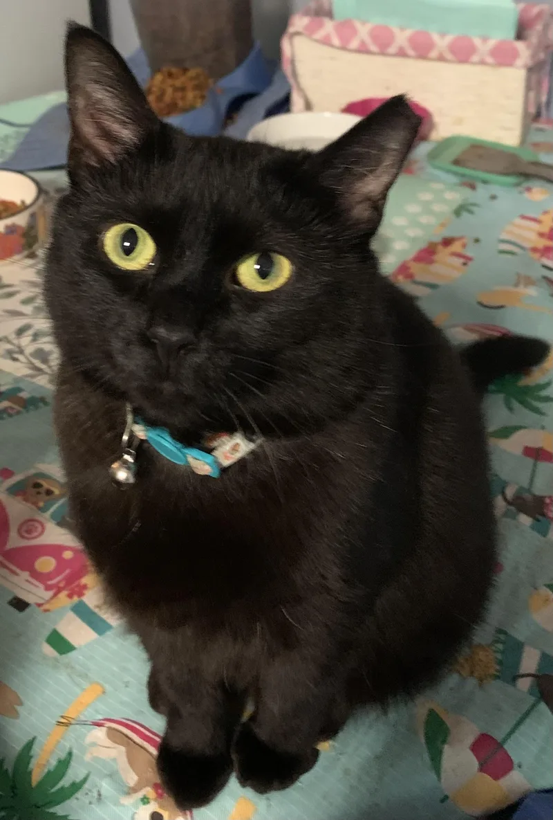 Miss Nina thumbnail 3