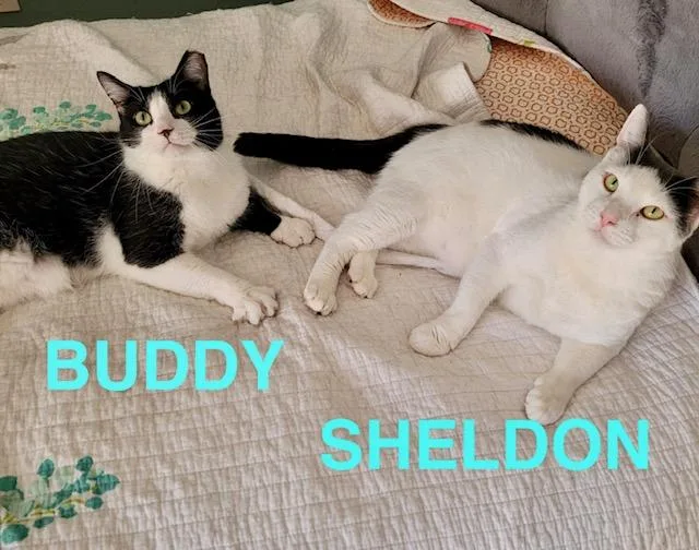 Sheldon & 'busy' Buddy