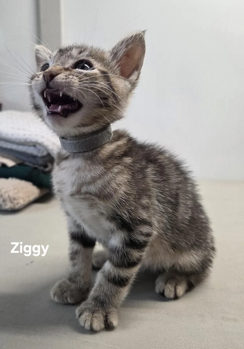 A baby small-sized male Tabby cat named Ziggy for adoption in Delray, WV