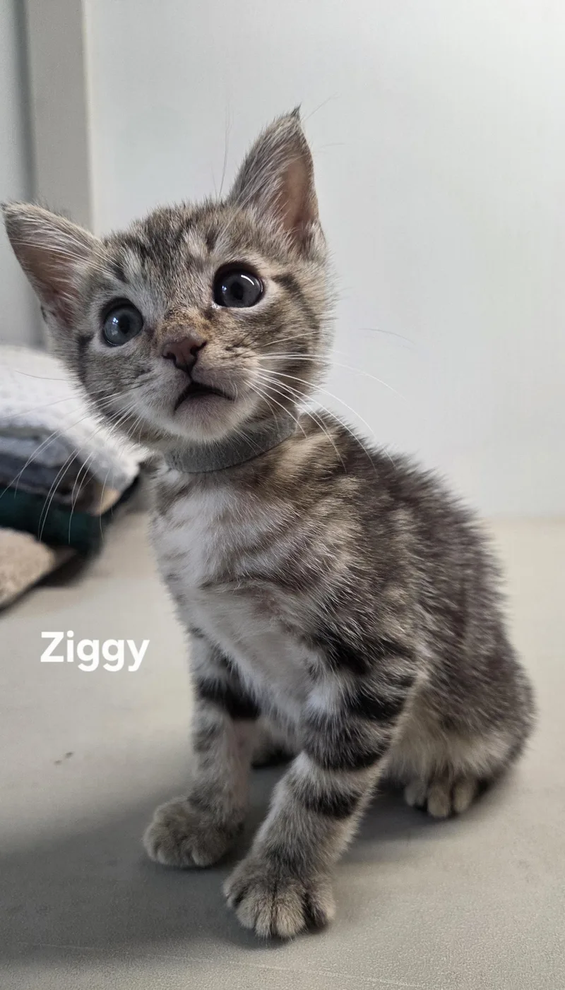 Ziggy thumbnail 2