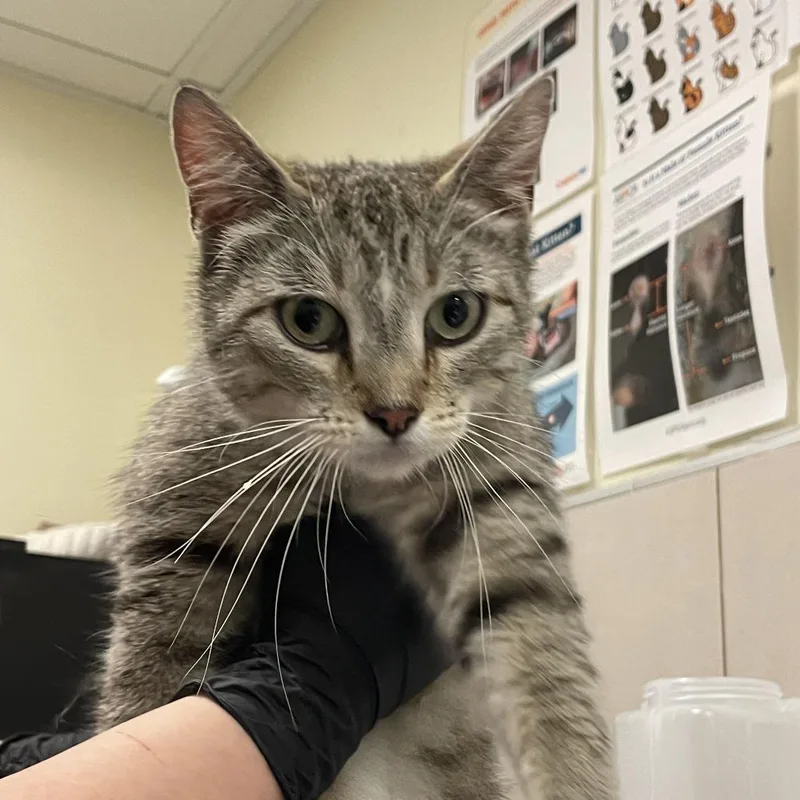 An adult medium-sized female Gray / Blue / Silver Domestic Short Hair cat named Jelly for adoption in Hinsdale, IL