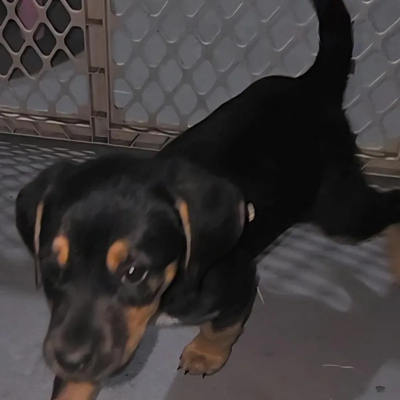 A baby medium-sized female Black Mixed Breed dog named Mocha for adoption in Cincinnati, OH