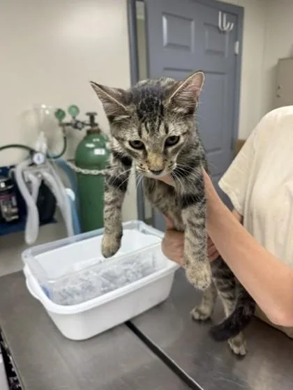 A young small-sized male Domestic Short Hair cat named Heathcliff for adoption in Conway, AR