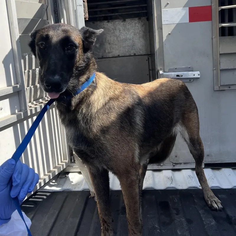 An adult medium-sized female Belgian Shepherd / Malinois dog named Santa Ana for adoption in Edinburg, TX