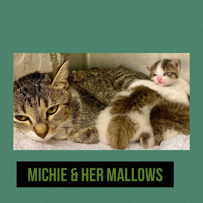 Michie