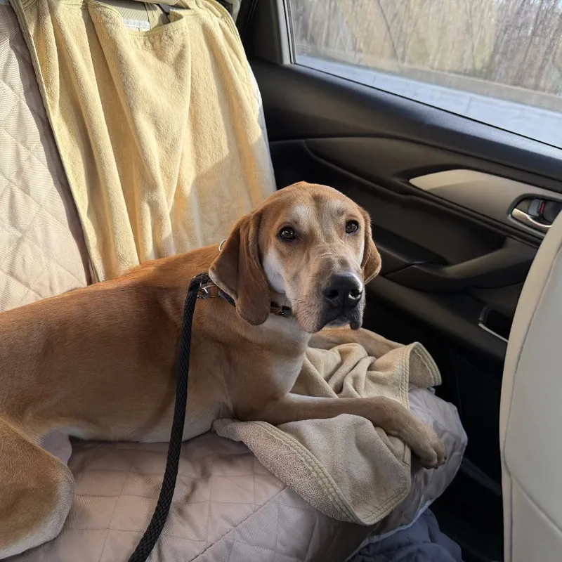 Sweet William thumbnail 2