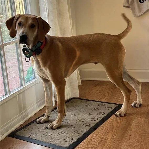 Sweet William thumbnail 3