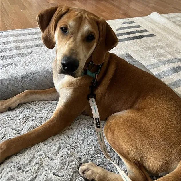 Sweet William thumbnail 4