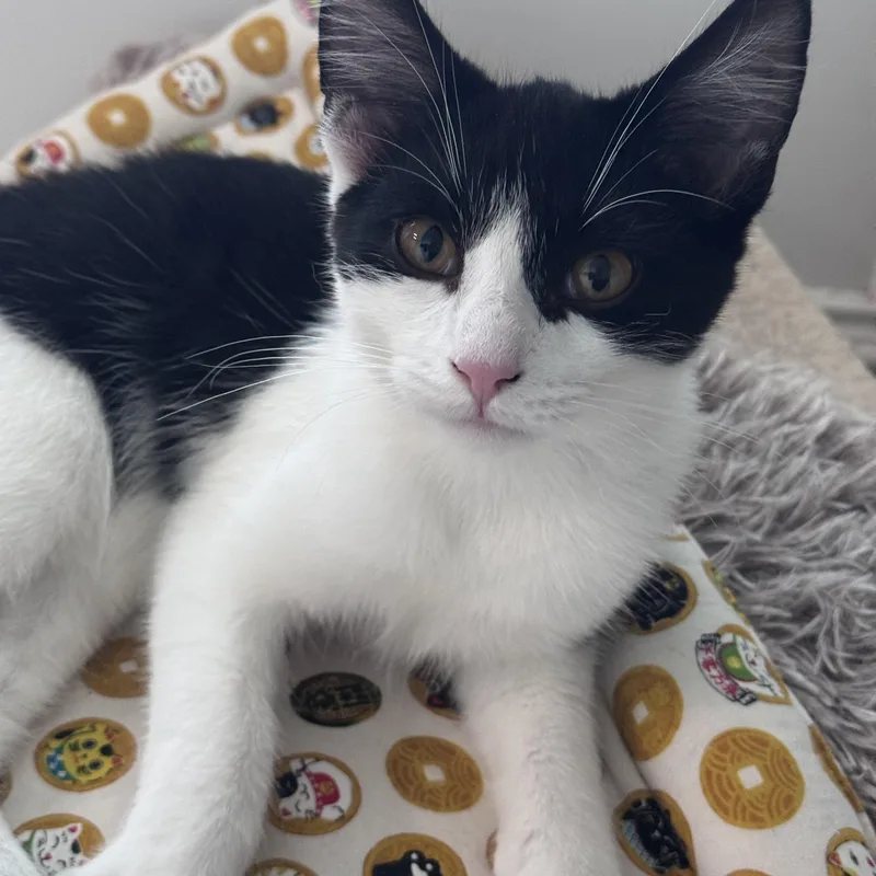 A young medium-sized male Black & White / Tuxedo Domestic Medium Hair cat named Bruce Wayne for adoption in Walker, MI