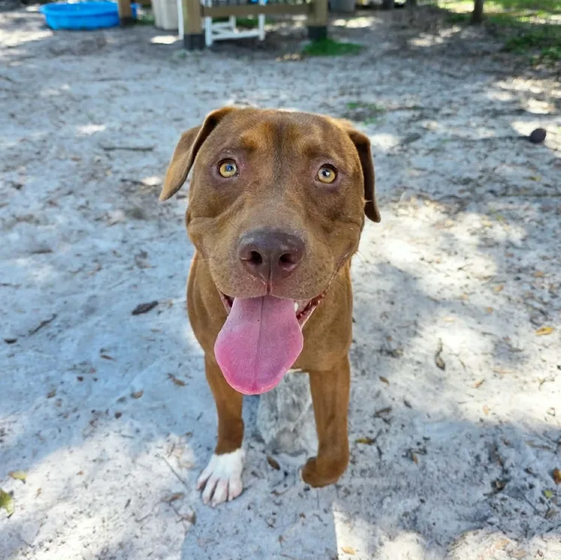 A young large-sized male Mixed Breed dog named Brody for adoption in Umatilla, FL