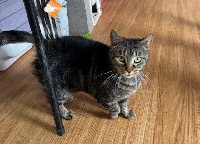 An adult medium-sized female Tabby cat named Snickers for adoption in Apollo, PA