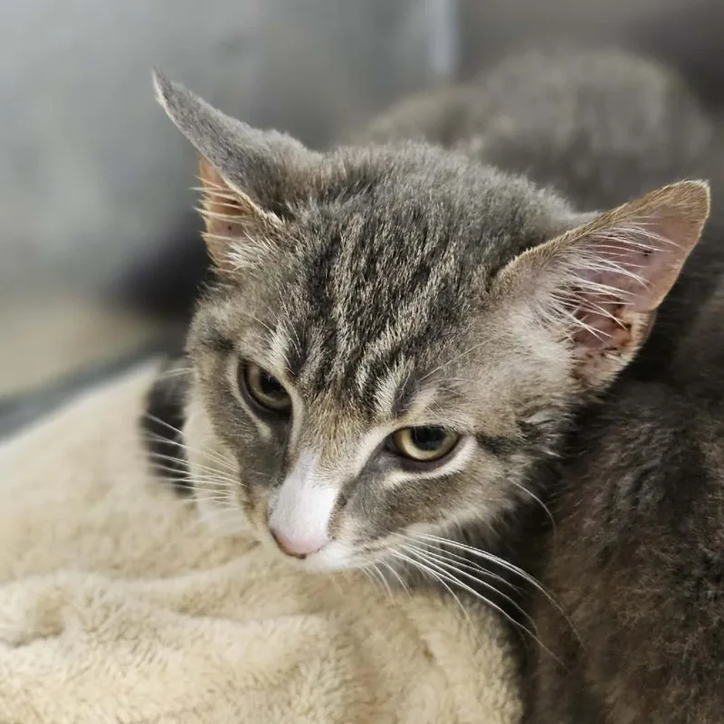 A baby small-sized female Gray / Blue / Silver Domestic Short Hair cat named Emma for adoption in Martinsville, VA