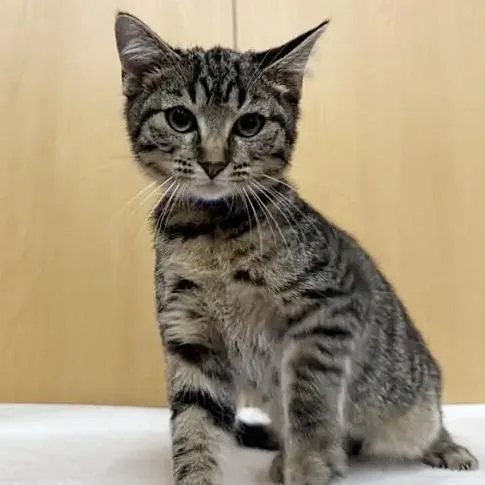 A baby small-sized male Domestic Medium Hair cat named Plankton for adoption in Saint Louis, MO