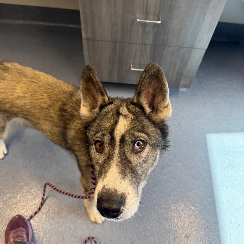 An adult medium-sized female Husky dog named Darla for adoption in St Joseph, MO