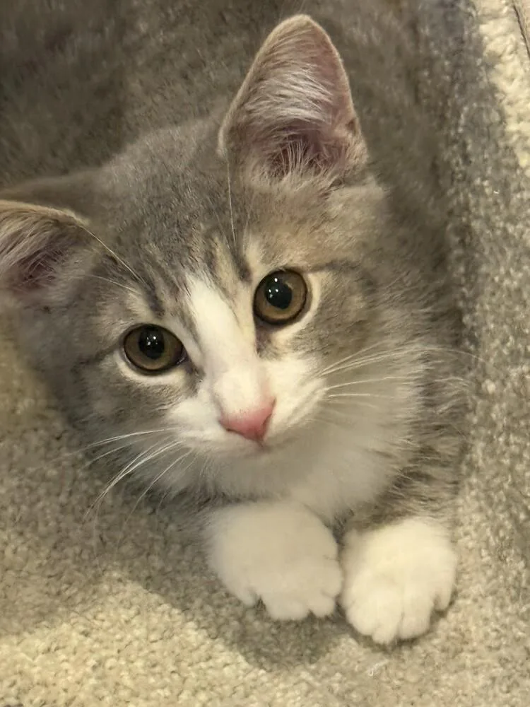 A baby small-sized female Gray & White Domestic Short Hair cat named Tilly for adoption in Chattanooga, TN