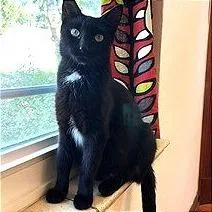 A young medium-sized female Black Domestic Short Hair cat named Gladys for adoption in Fairway, KS