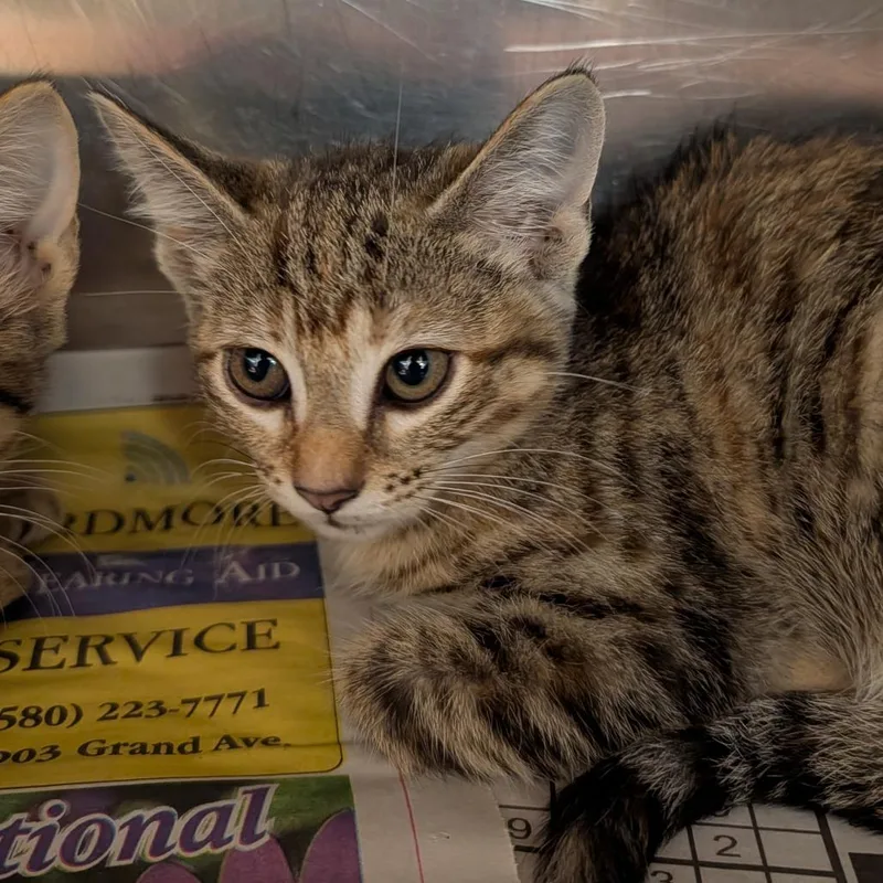 A baby small-sized female Black Domestic Short Hair cat named Trixie for adoption in Ardmore, OK