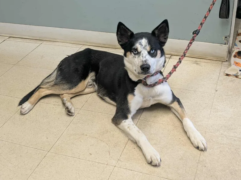 A young medium-sized male Tricolor (Brown, Black, & White) Husky dog named Tj for adoption in Fall River, MA