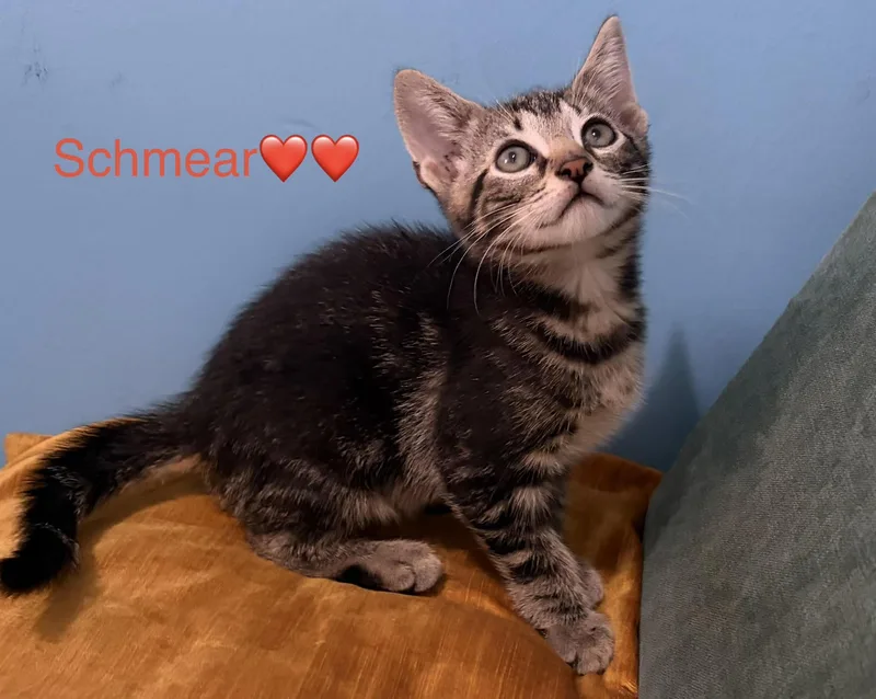 A baby medium-sized male Tabby (Brown / Chocolate) Domestic Short Hair cat named Schmear for adoption in New York, NY