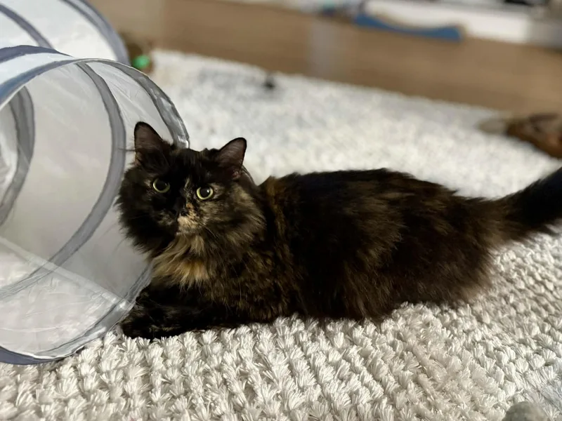 A young medium-sized female Tortoiseshell Domestic Long Hair cat named Story for adoption in Kalamazoo, MI