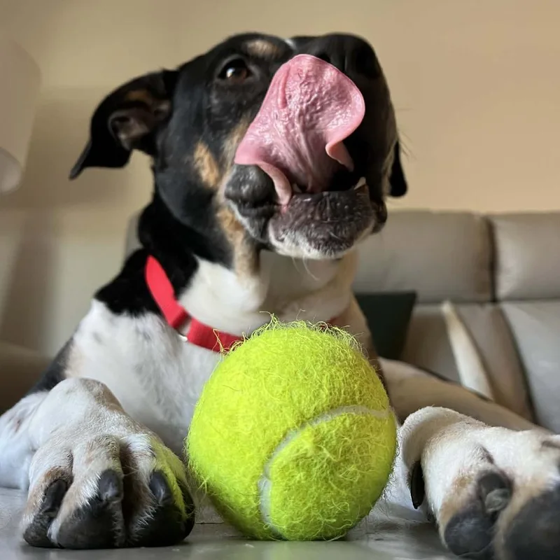 An adult large-sized male Black Mixed Breed dog named Han Solo for adoption in Chattanooga, TN