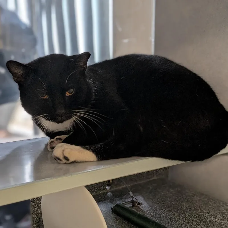 An adult small-sized male Black Domestic Short Hair cat named Nickey for adoption in Buchanan Dam, TX