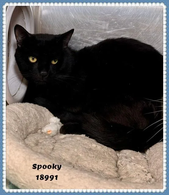 An adult large-sized male Black Domestic Short Hair cat named Spooky See Also Tigger for adoption in Marietta, GA