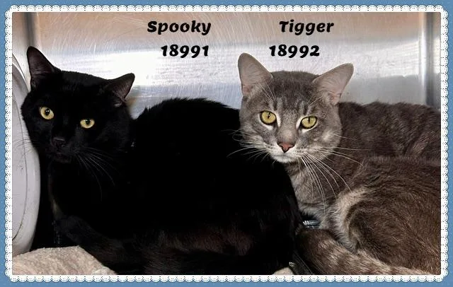 Spooky See Also Tigger thumbnail 2