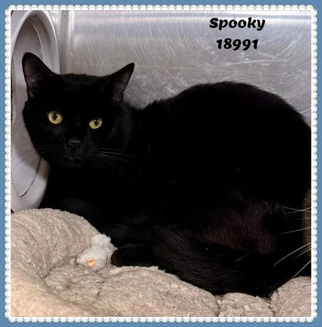 Spooky See Also Tigger thumbnail 5
