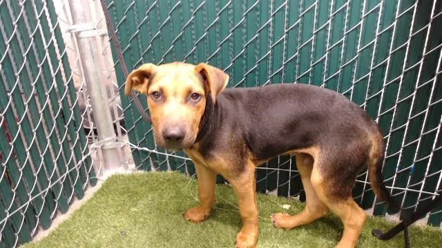 A baby medium-sized male Belgian Shepherd / Malinois dog named Choco for adoption in Downey, CA