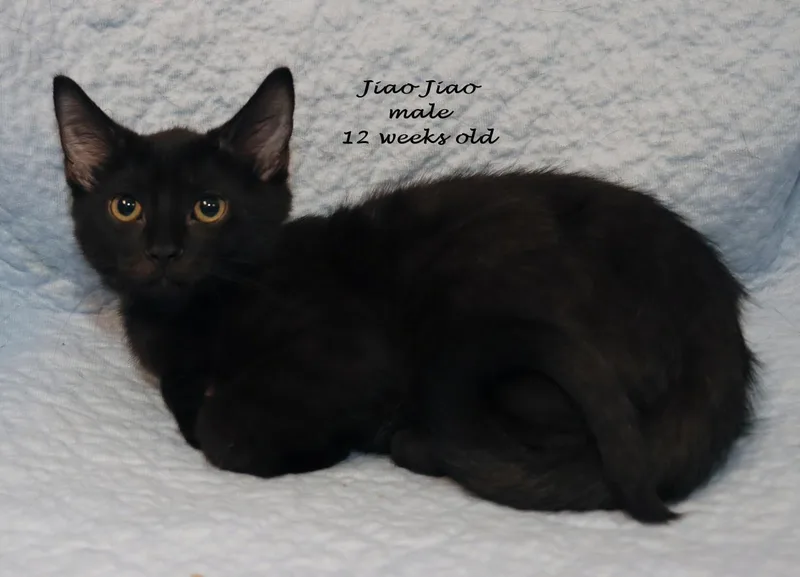 A baby medium-sized male Black Domestic Short Hair cat named Jiao Jiao for adoption in Euclid, OH