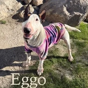 Eggo
